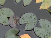 6th Sep 2011 - Lily Pads and Raindrops