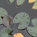 Lily Pads and Raindrops by grammyn