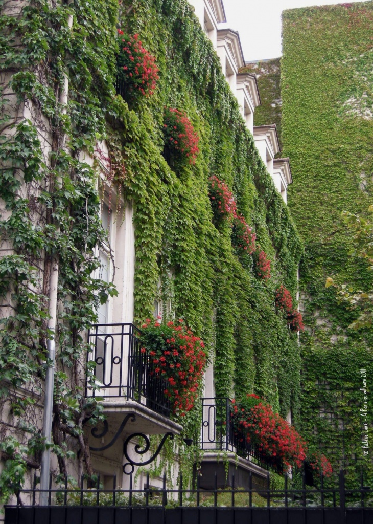 Ivy & geranium by parisouailleurs