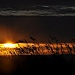 Sunrise ~ Edisto Island, SC by peggysirk