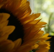 7th Sep 2011 - Sunflower power