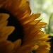 Sunflower power by mittens