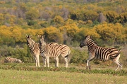 7th Sep 2011 - Zebra 6 - Eleanor 0