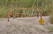 4th Sep 2011 - Loggerhead Turtle Nest