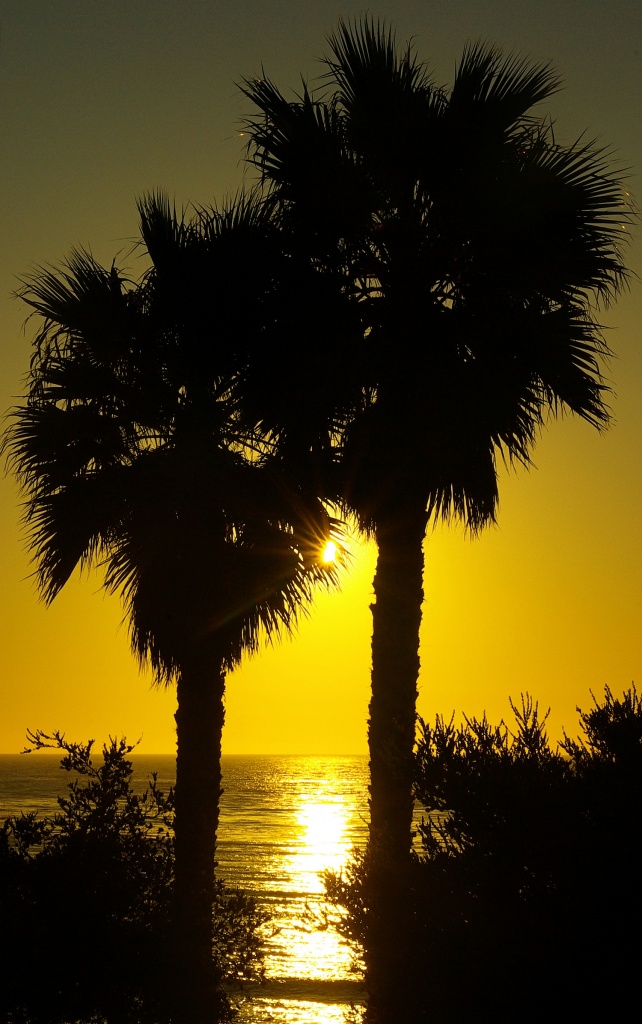 Double Palm Sunset by cjphoto