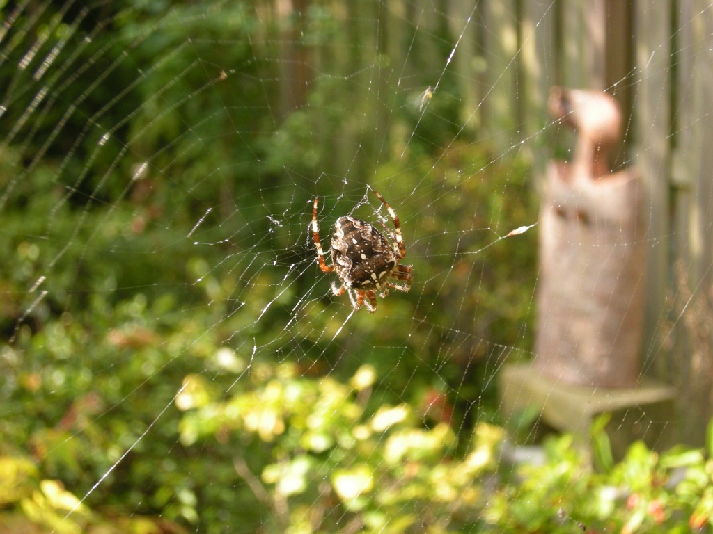 Spiderstime/invasion. by pyrrhula