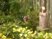 7th Sep 2011 - Spiderstime/invasion.