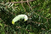 7th Sep 2011 - Caterpillar