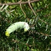 Caterpillar by falcon11