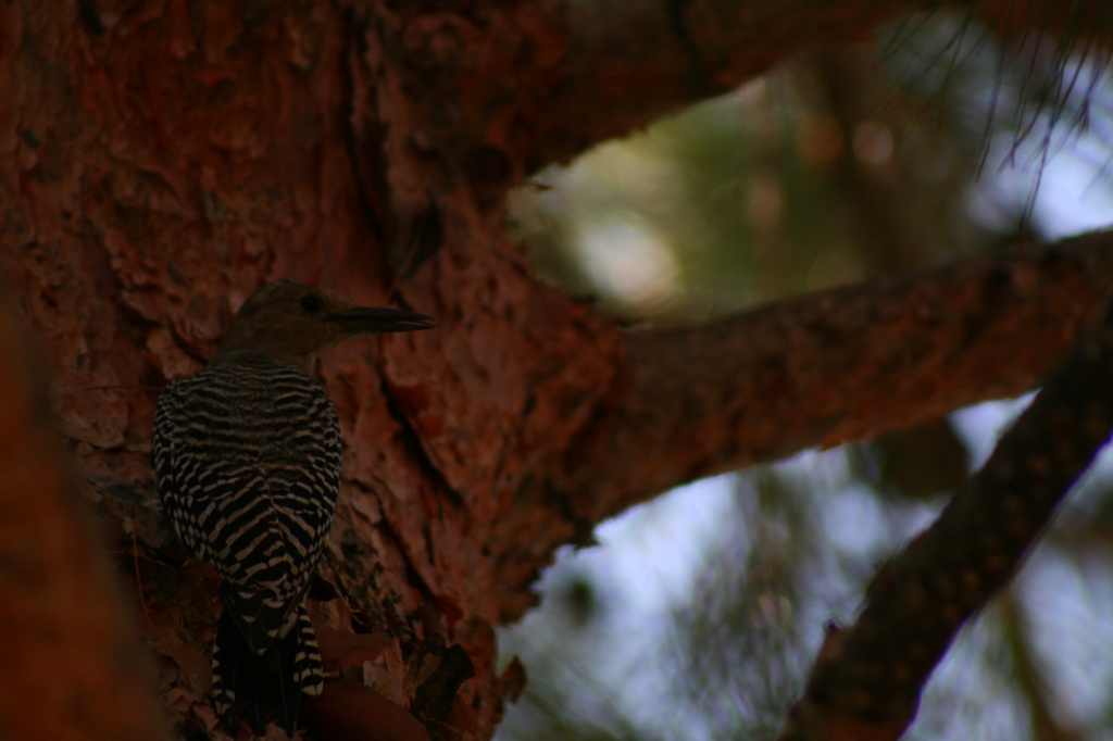 The Gila Woodpecker by kerristephens