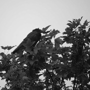8th Sep 2011 - Bird in a tree