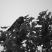 Bird in a tree by mattjcuk