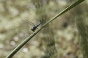 8th Sep 2011 - Diagonally Dragonfly