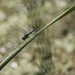 Diagonally Dragonfly by robv