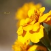Marigold by bella_ss