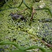 Our ( garden ) friend Froggy by pyrrhula