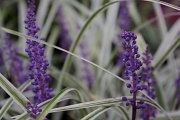 6th Sep 2011 - Lovely Little Purple Plant
