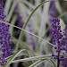 Lovely Little Purple Plant by kerosene