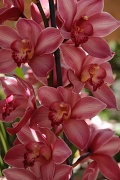 28th Apr 2010 - Orchids