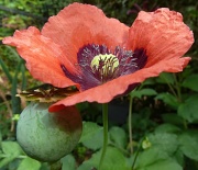 9th Sep 2011 - A lonely Poppy