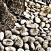 Stones on Life's Path by iamdencio