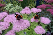 9th Sep 2011 - Why are butterflies like London buses?