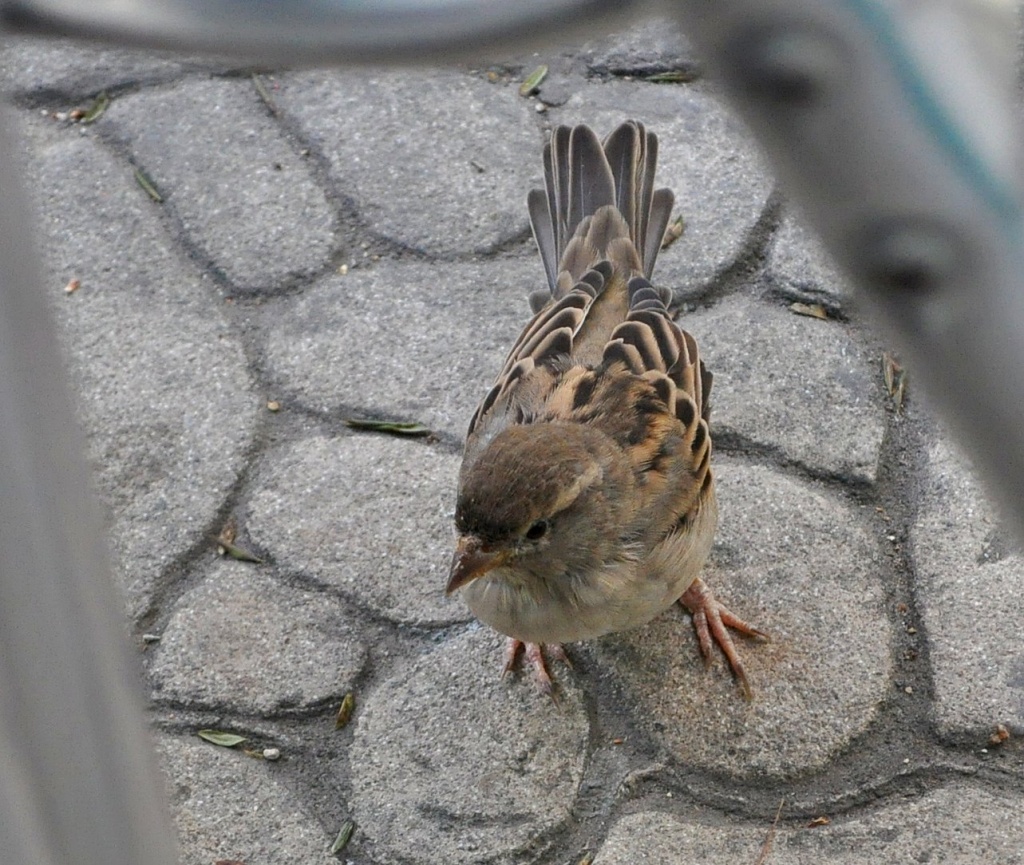 Sparrow by philbacon