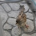 Sparrow by philbacon