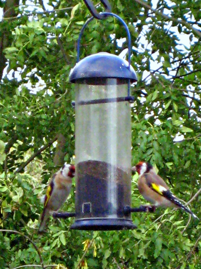 goldfinches by filsie65