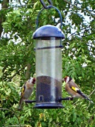 4th Sep 2011 - goldfinches