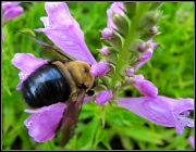 10th Sep 2011 - Bumbling Bee 