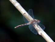 9th Sep 2011 - dragonfly