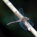 dragonfly by dakotakid35