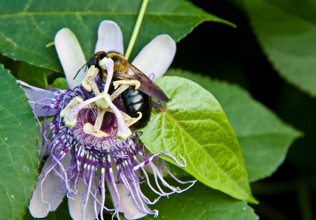 Bee on Passion Flower by jbritt
