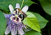 3rd Sep 2011 - Bee on Passion Flower