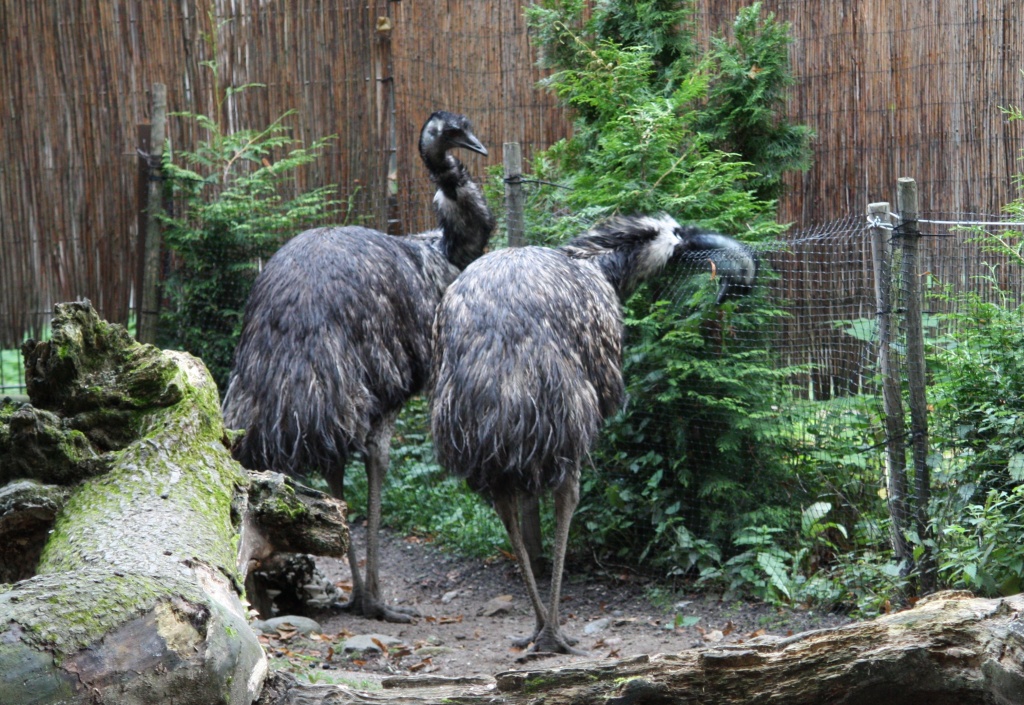 Emus in Korkeasaari Zoo IMG_5769 by annelis