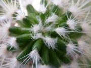 10th Sep 2011 - Cactus