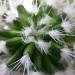Cactus by kjarn