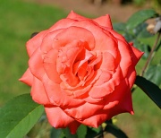 10th Sep 2011 - Rose