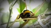 10th Sep 2011 - Bee on a tree
