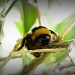 Bee on a tree by sangwann