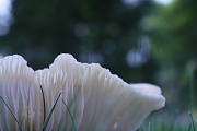 10th Sep 2011 - Toadstool