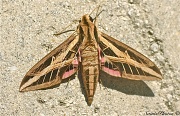 10th Sep 2011 - Sphinx Moth