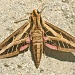 Sphinx Moth by stcyr1up