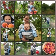 7th Sep 2011 - Peach Picking Collage