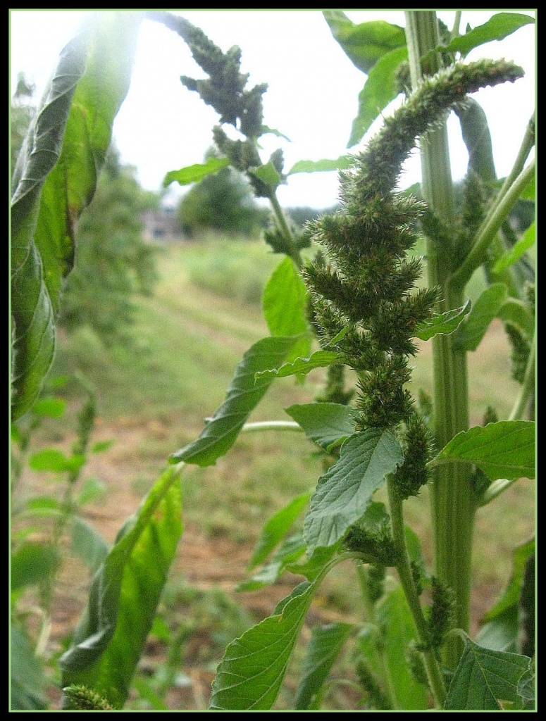 Pigweed in the Peach Orchard by olivetreeann