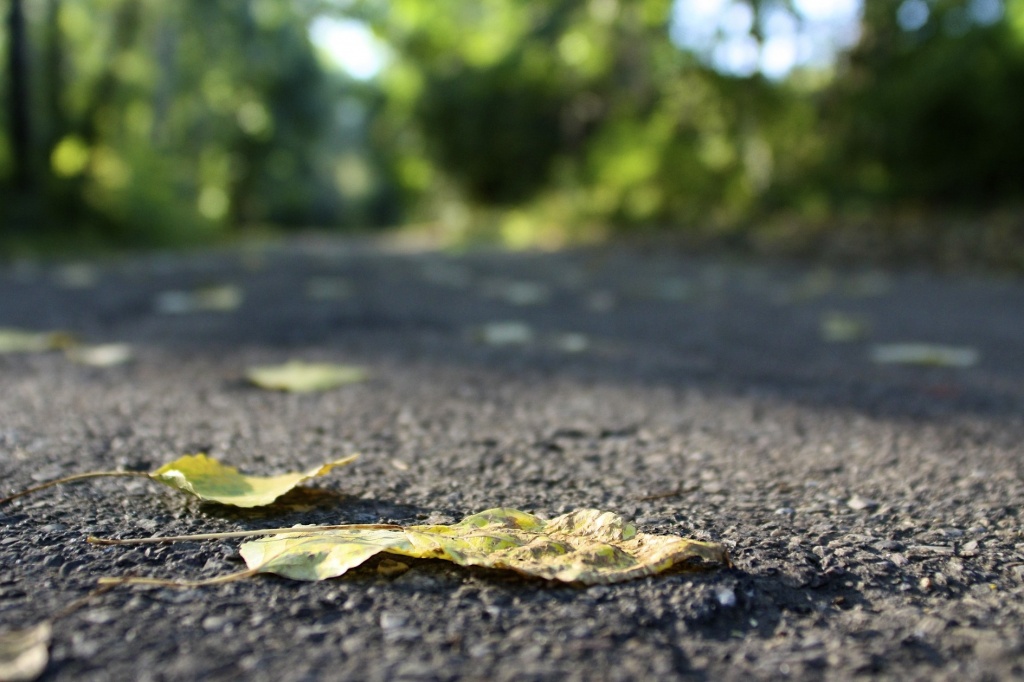Fallen Leaves by laurentye