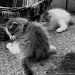Kittens playing by parisouailleurs