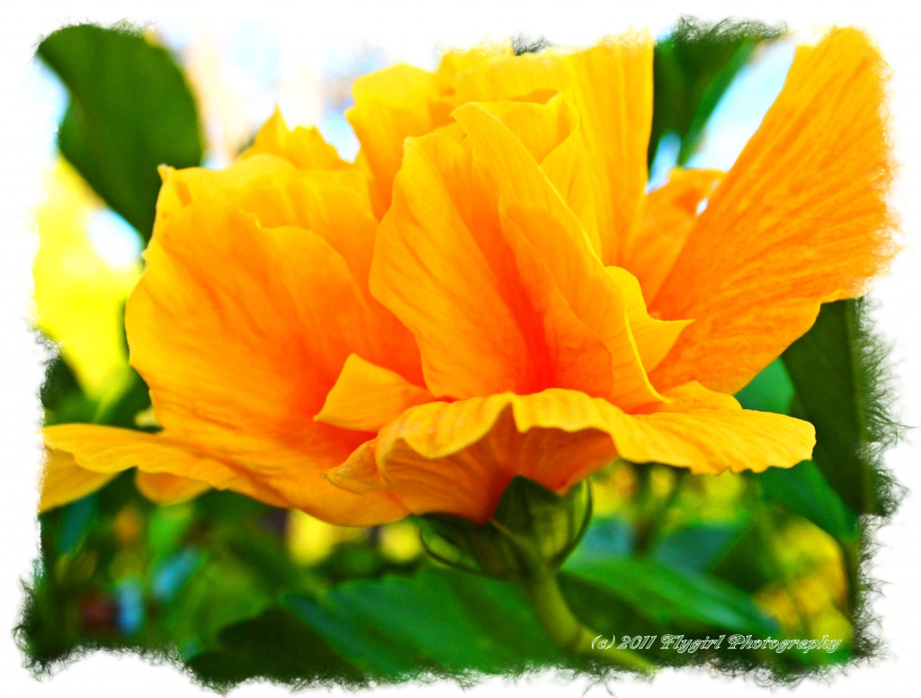 Yellow Hibiscus  by flygirl