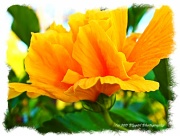 8th Sep 2011 - Yellow Hibiscus 